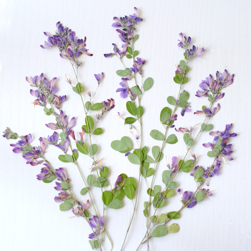 Resin Art And Jewelry - 6 stuks, natuurlijke Lespedeza Formosa gedroogde