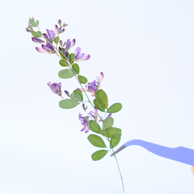 6 stuks, natuurlijke Lespedeza - Resin Art And Jewelry recensie en prijs