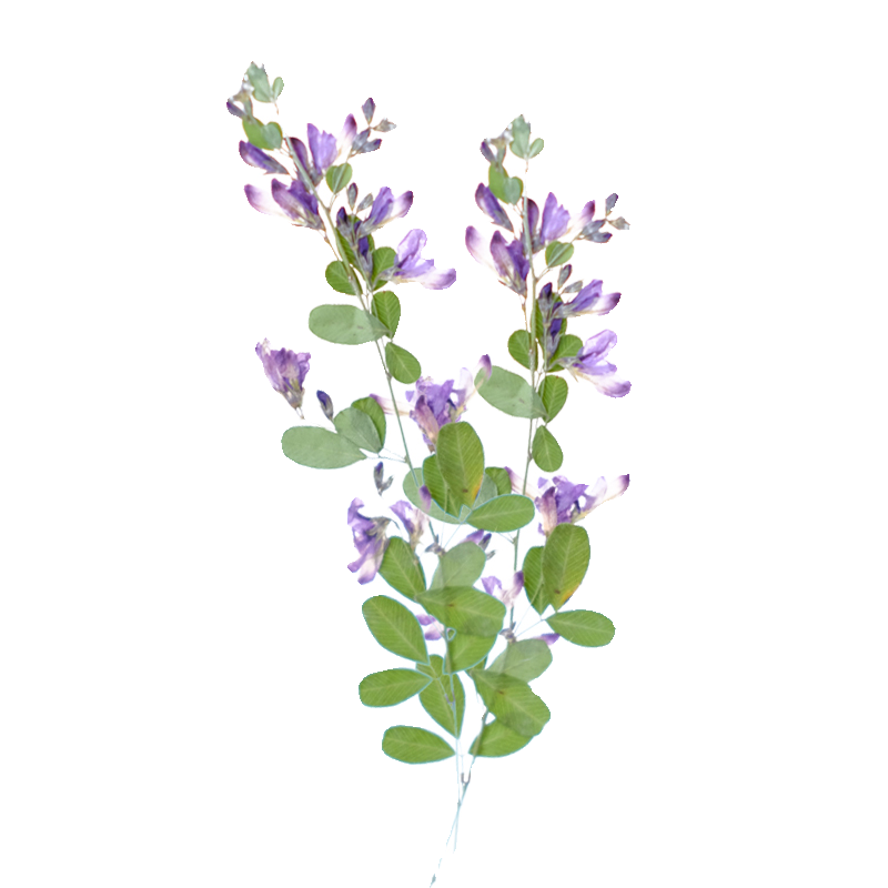 6 stuks, natuurlijke Lespedeza - Resin Art And Jewelry recensie en prijs